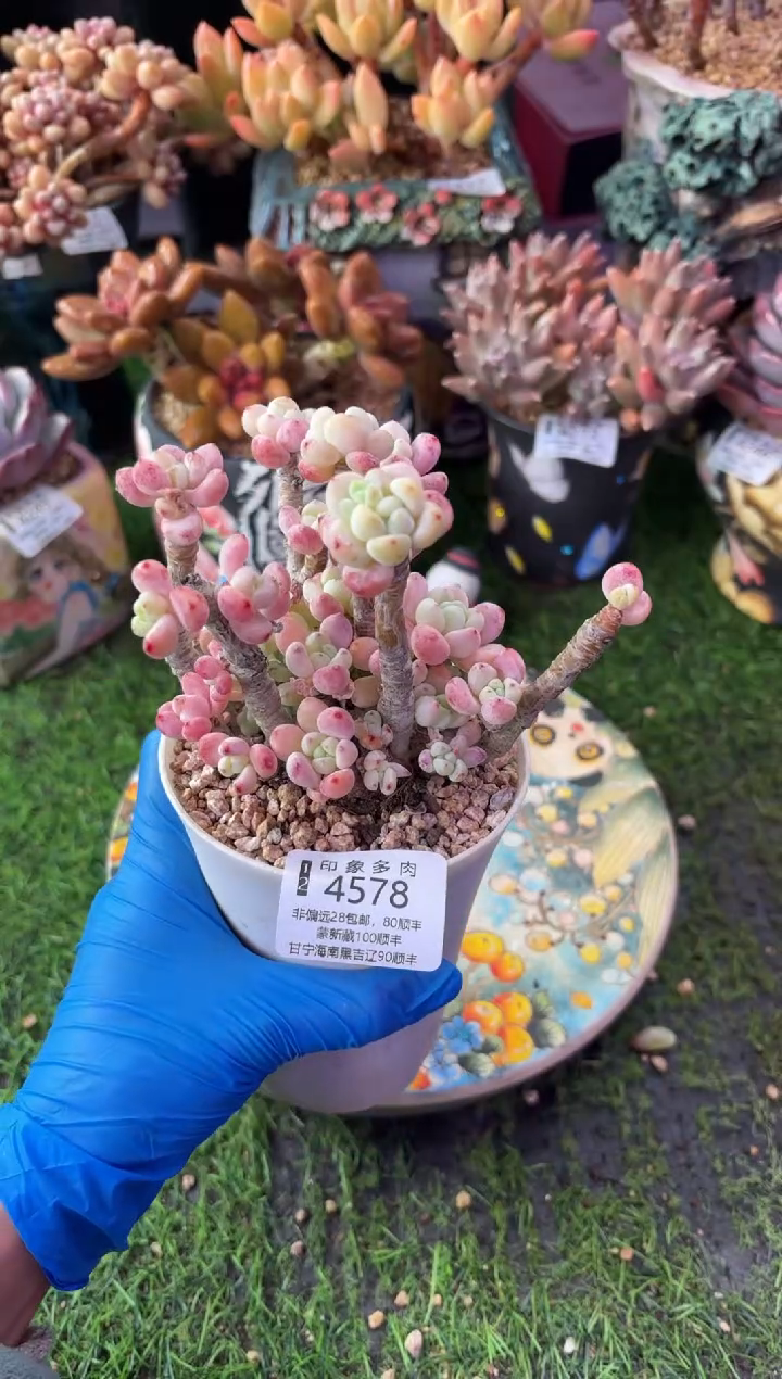 昆明印象多肉4578