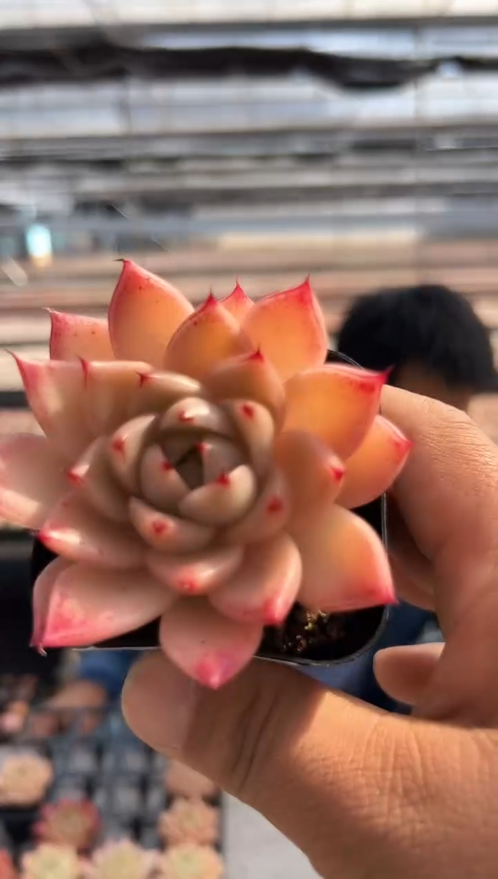 【闪购商品】绮丽-19