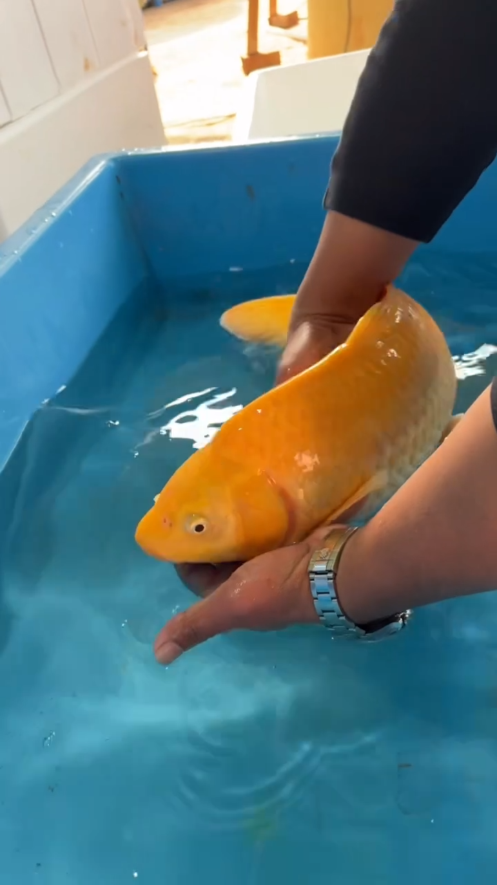 锦鲤太饱锦鲤36cm-48cm不包邮到付