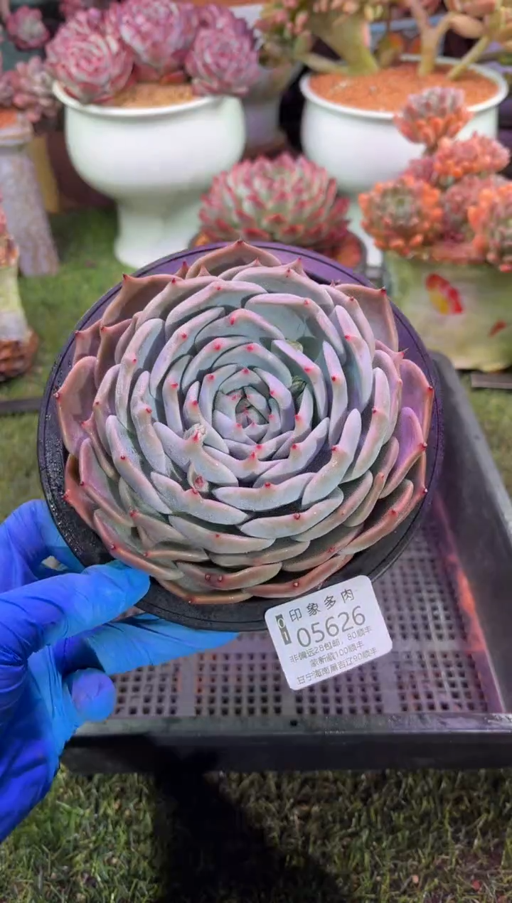 【闪购商品】05626