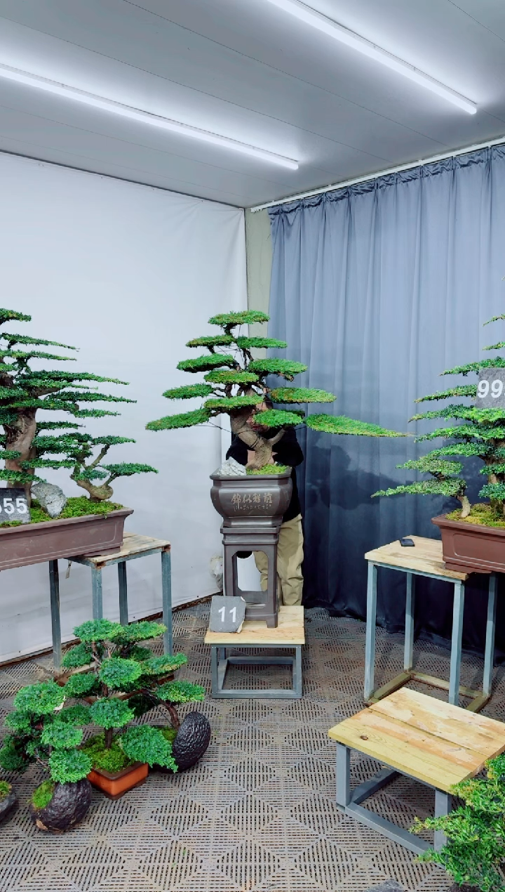 无花朵盆景.....