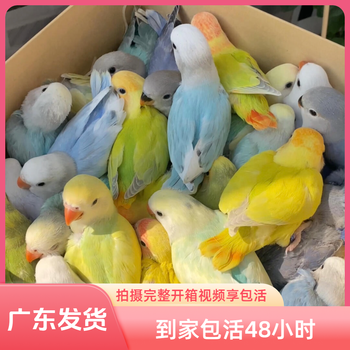 【直播链接】手养牡丹鹦鹉宠物鸟，直播间对应拍下，详情联系客服