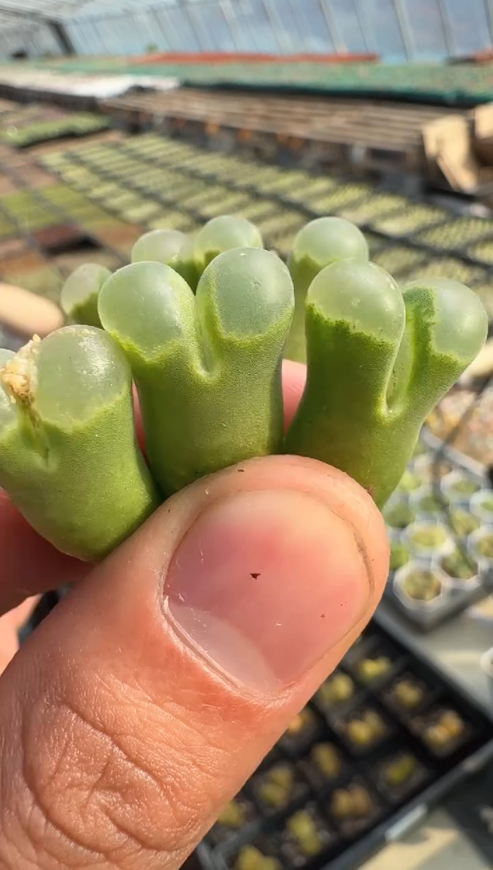 140多肉植物肉锥幻紫云台一颗