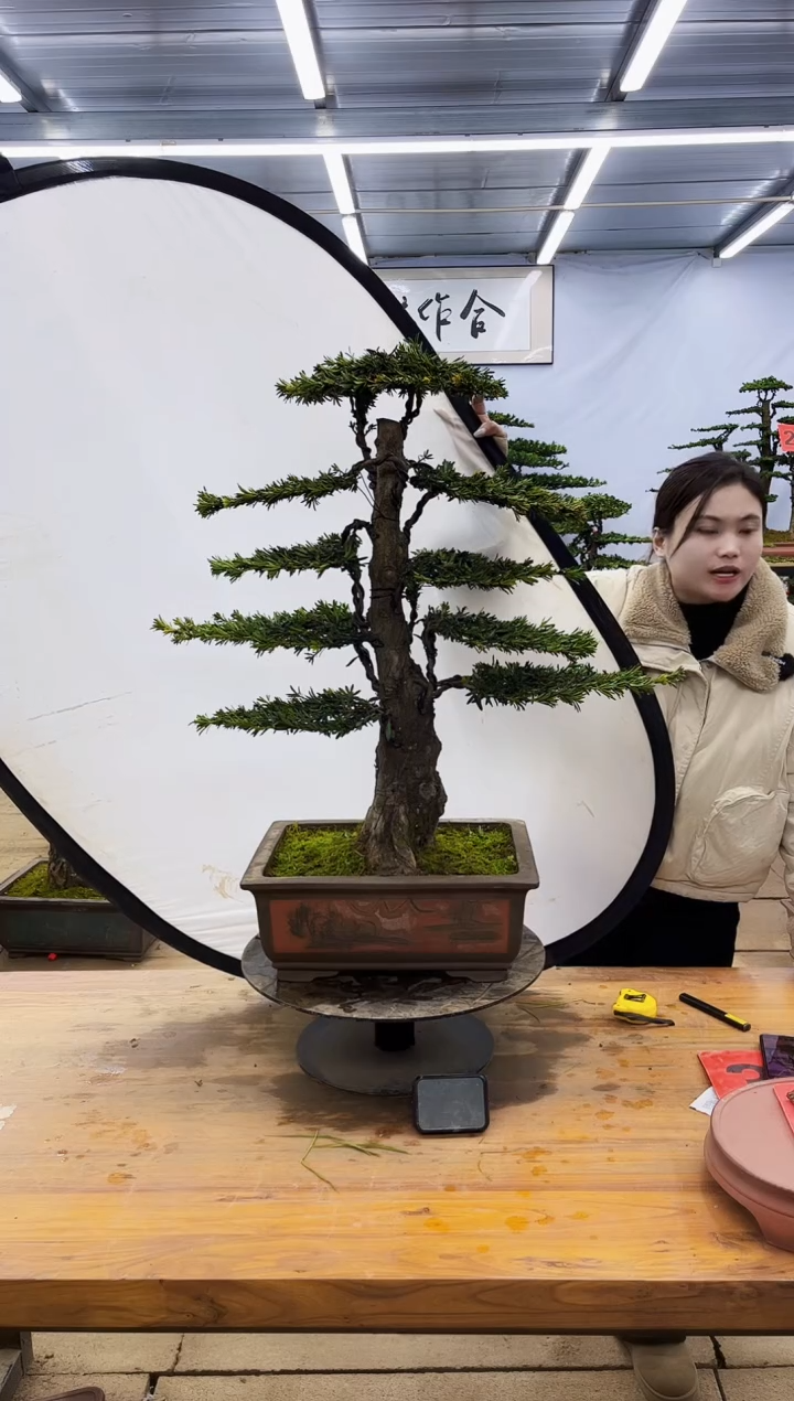 【闪购商品】高端盆景一物一拍，所见即所得