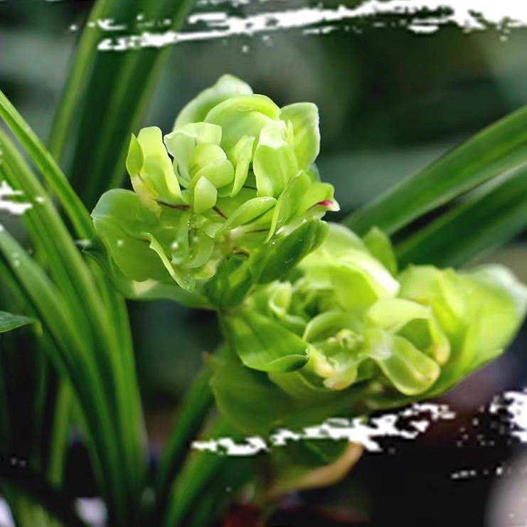 春兰【九仙牡丹】浓香型奇花 花期11-3月份