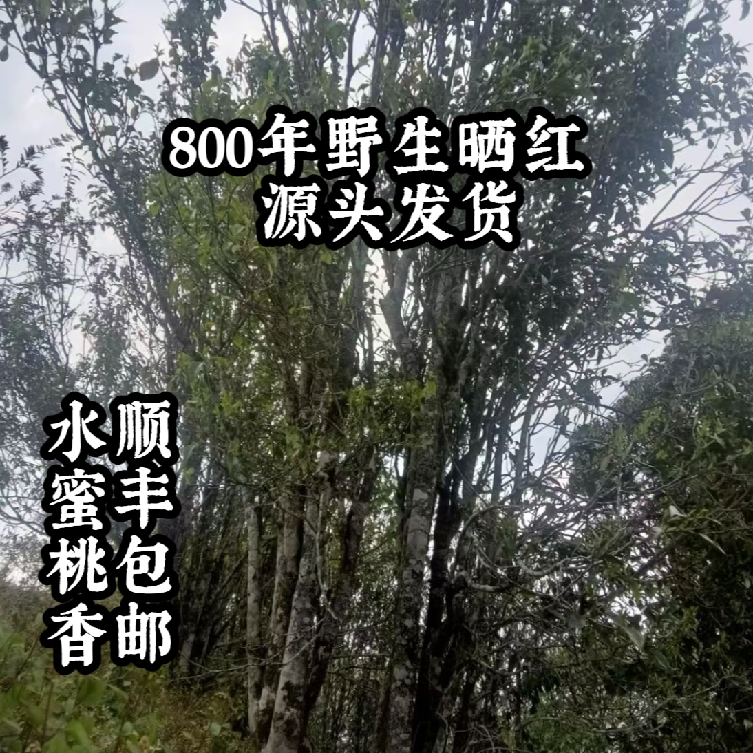 2025年野生古树晒红 800年野生古树红茶 水蜜桃香 花香 果香