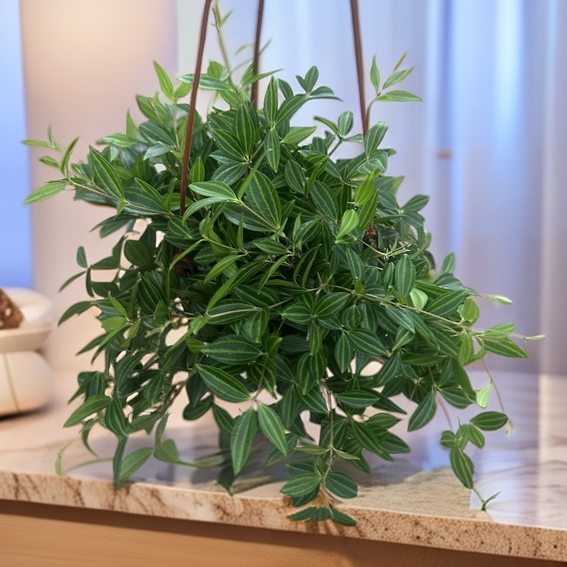 钻翡翠吊兰室内花卉盆栽吊篮四季常青好养易活净化空气
