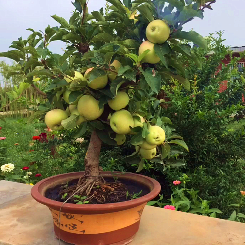盆栽地栽各种苹果树梨树山楂树直播间下单主播介绍产品