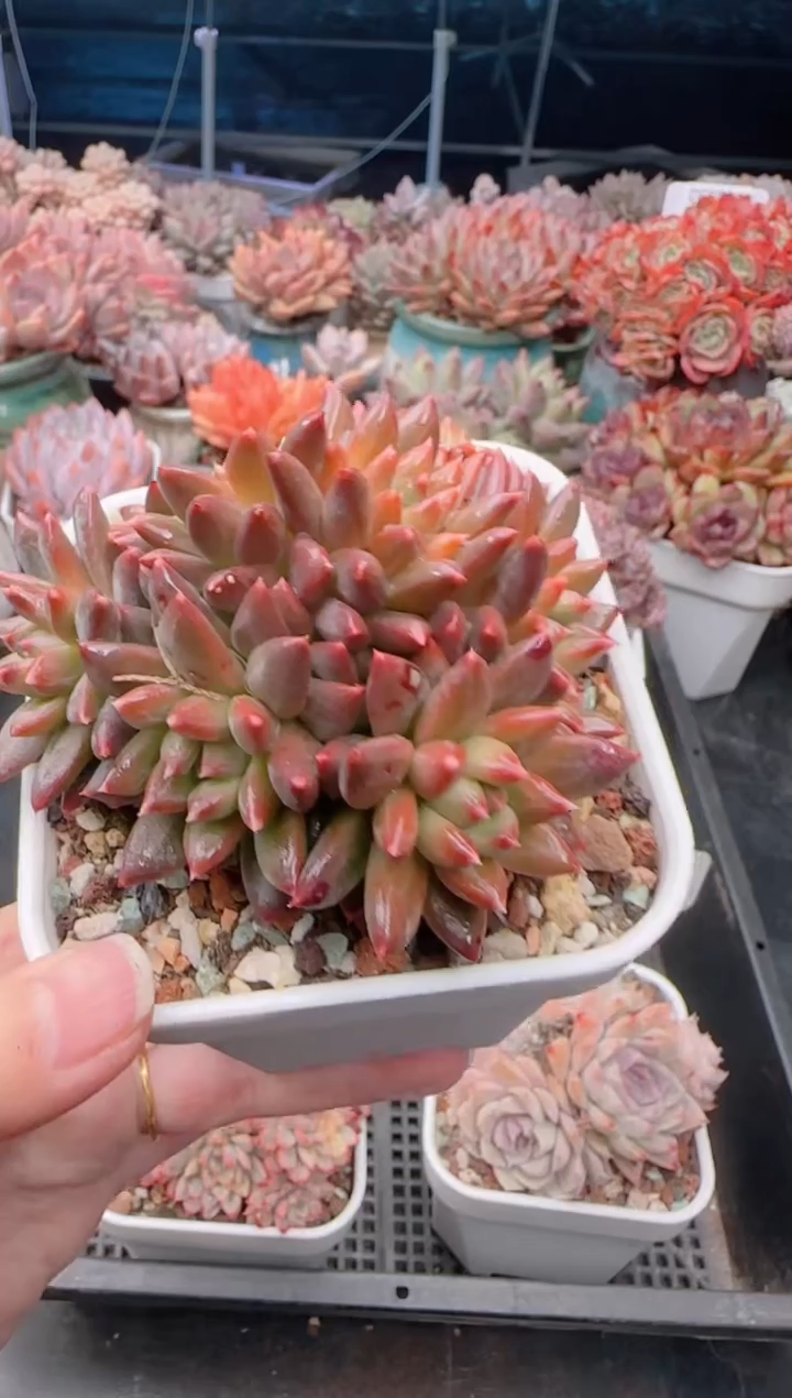 【闪购商品】5288.