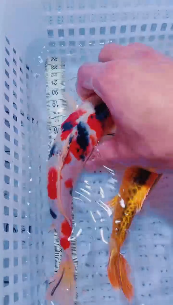 锦鲤血统锦鲤全场包邮16