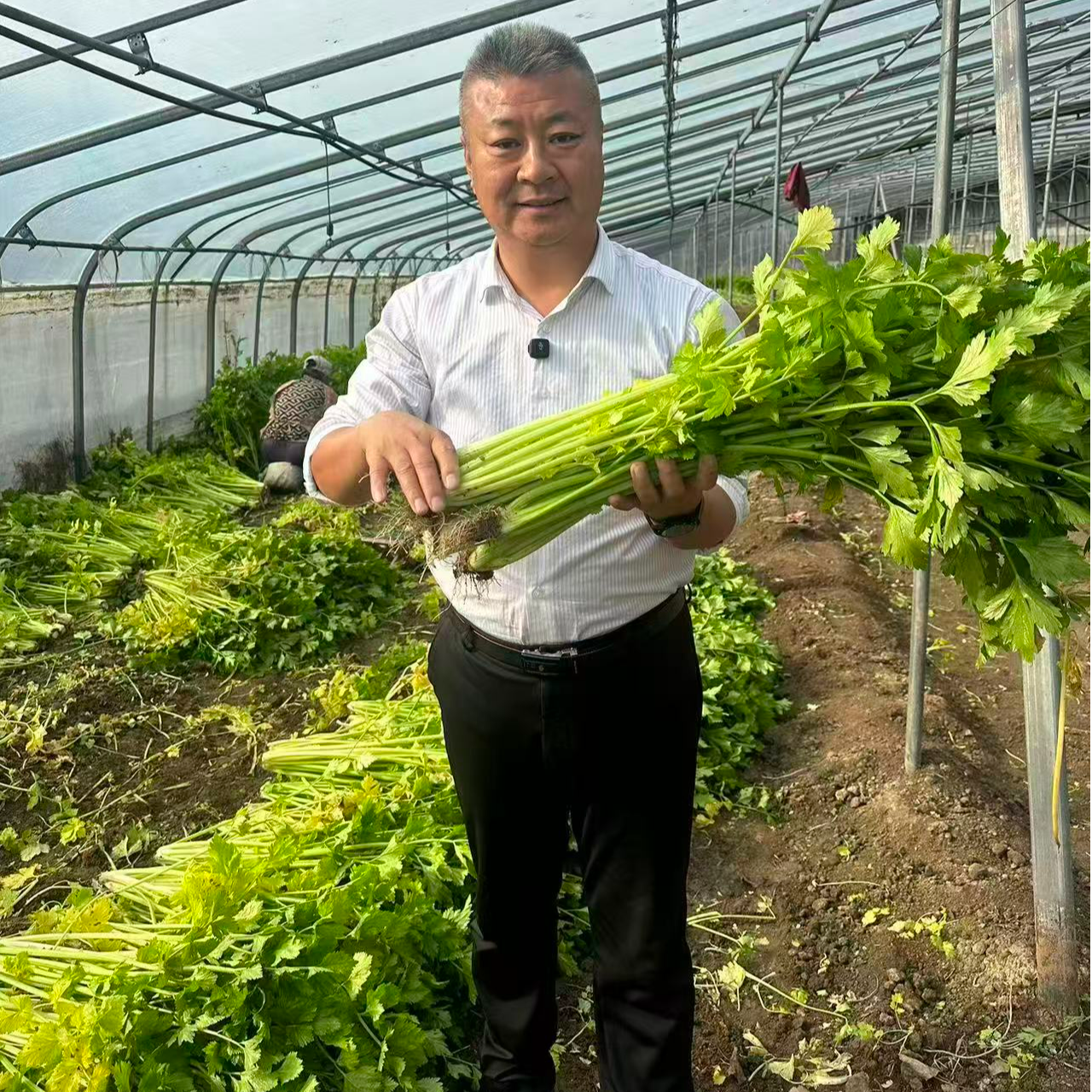 [张书记助农】平度马家沟芹菜芹香味浓鲜嫩可口热炒凉拌美味可口芹菜