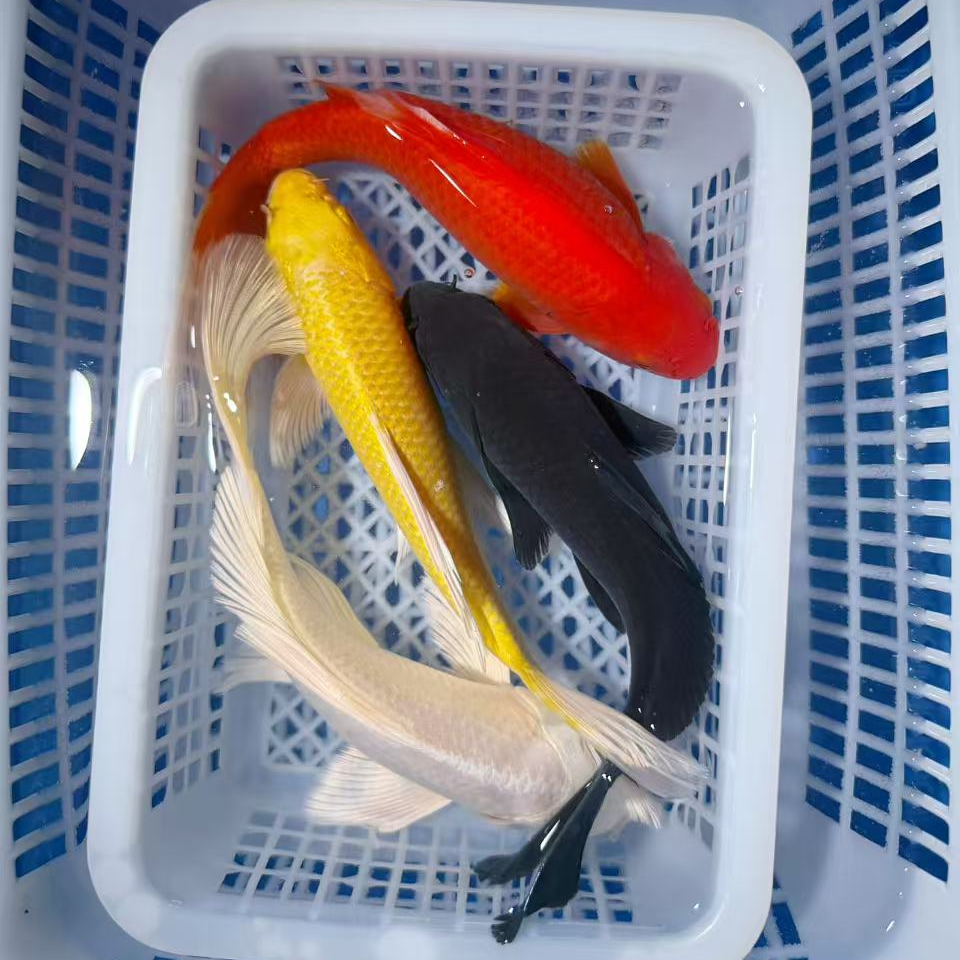 【花式组合】17-20公分好养耐活冷水观赏鱼淡水鱼招财鱼