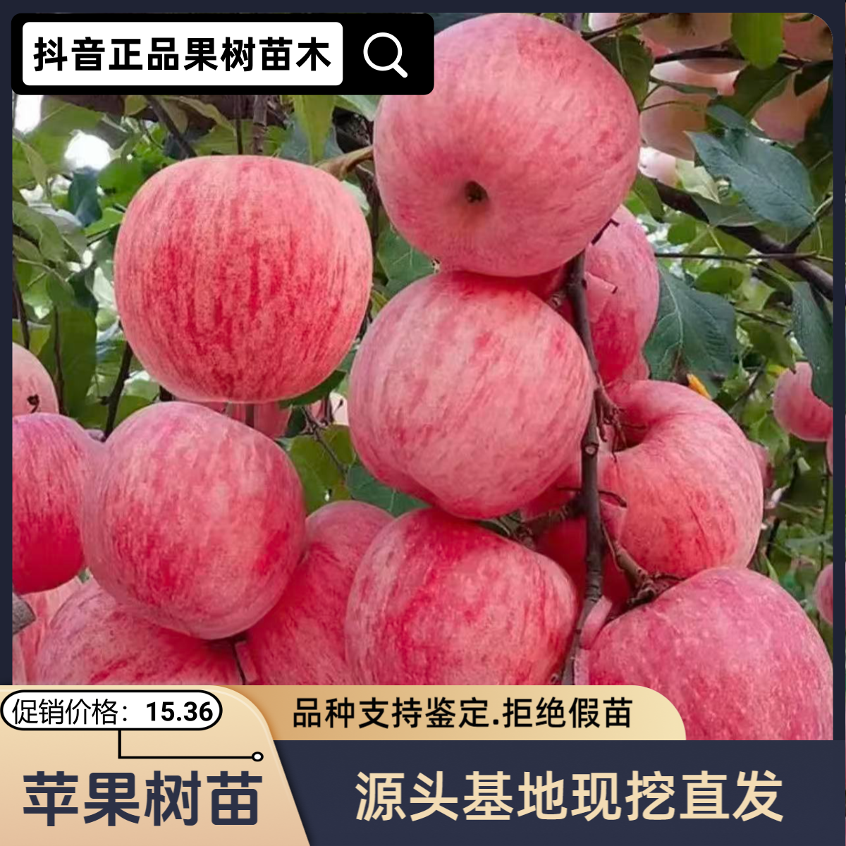苹果树苗冰糖心南北方庭院地栽阳台盆栽种植耐寒易活果树苗苹果苗