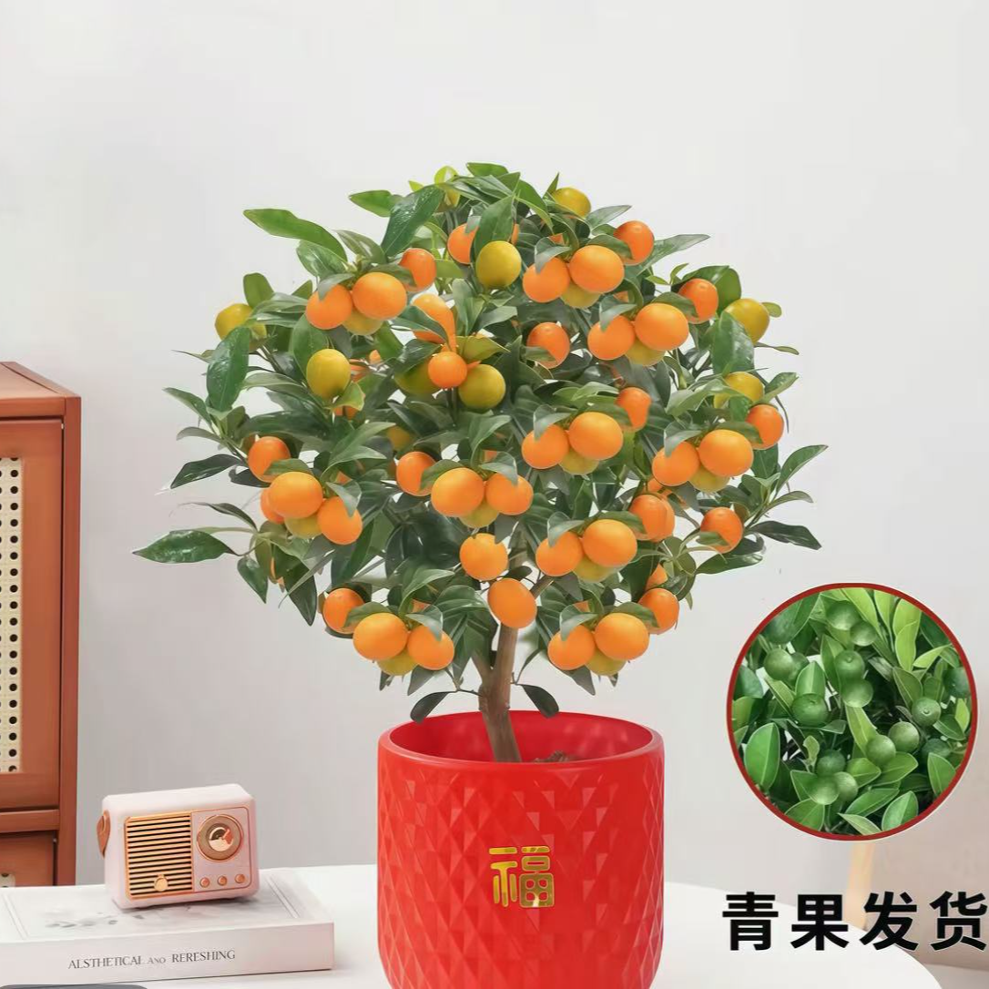 【带青果发货】四季金桔带青果室盆栽内外观赏花卉绿植阳台客厅好养
