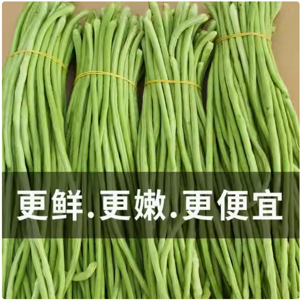 湖南湘西现摘长豆角新鲜蔬菜嫩豇豆现摘青豆角可腌制酸豆角