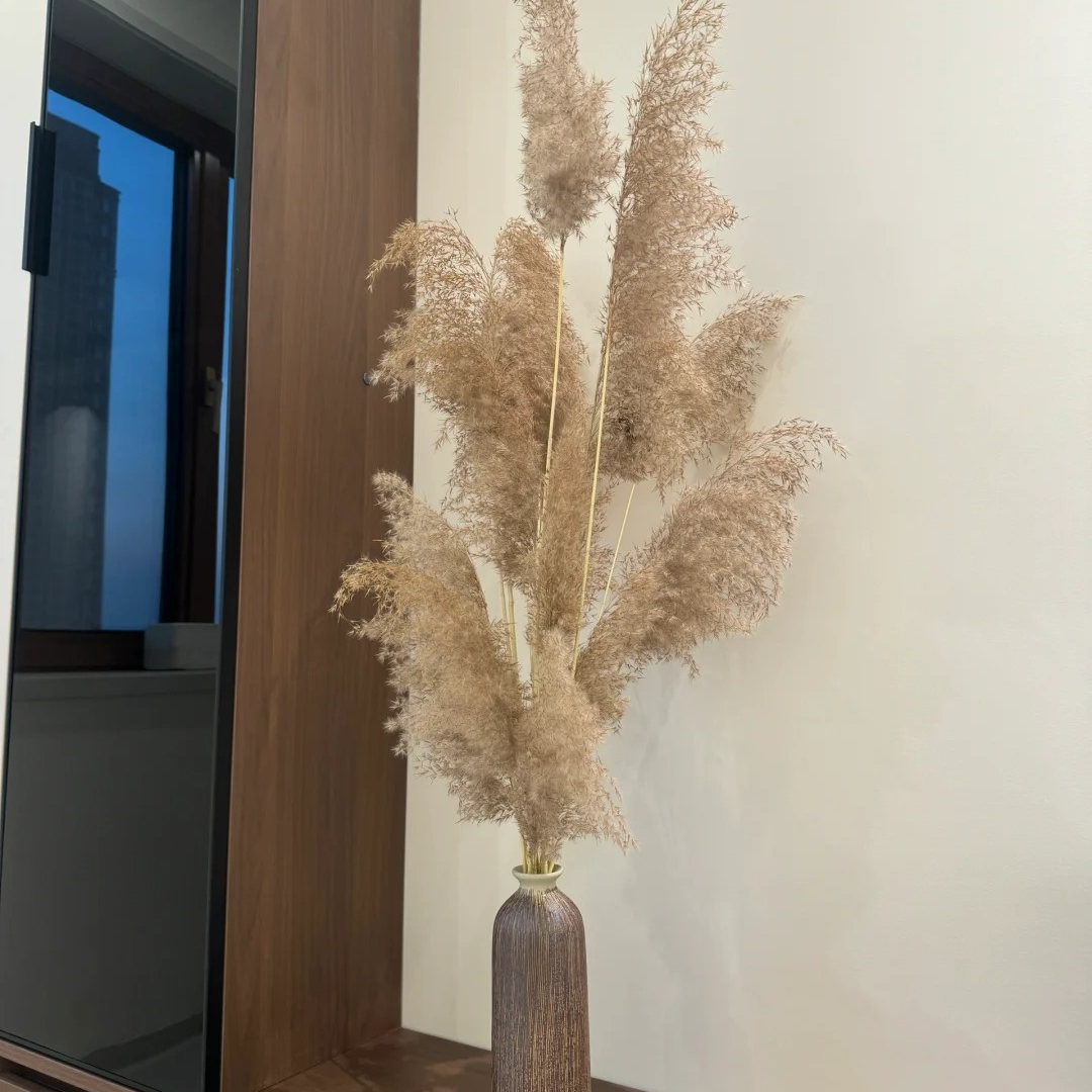【芦苇花】秋日超长摆件花材 超长花期 云南基地直发 (中秋节礼物）