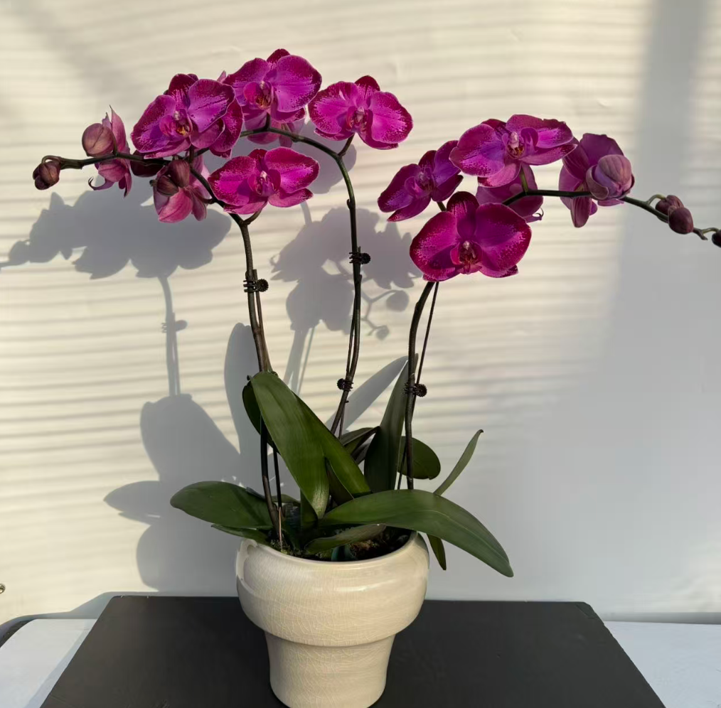 【潮流】3.0寸杯 精品 蝴蝶兰开花带点花苞 室内前台百搭  送礼