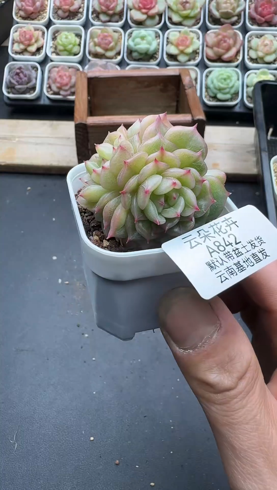 珍妮杂交多肉A842