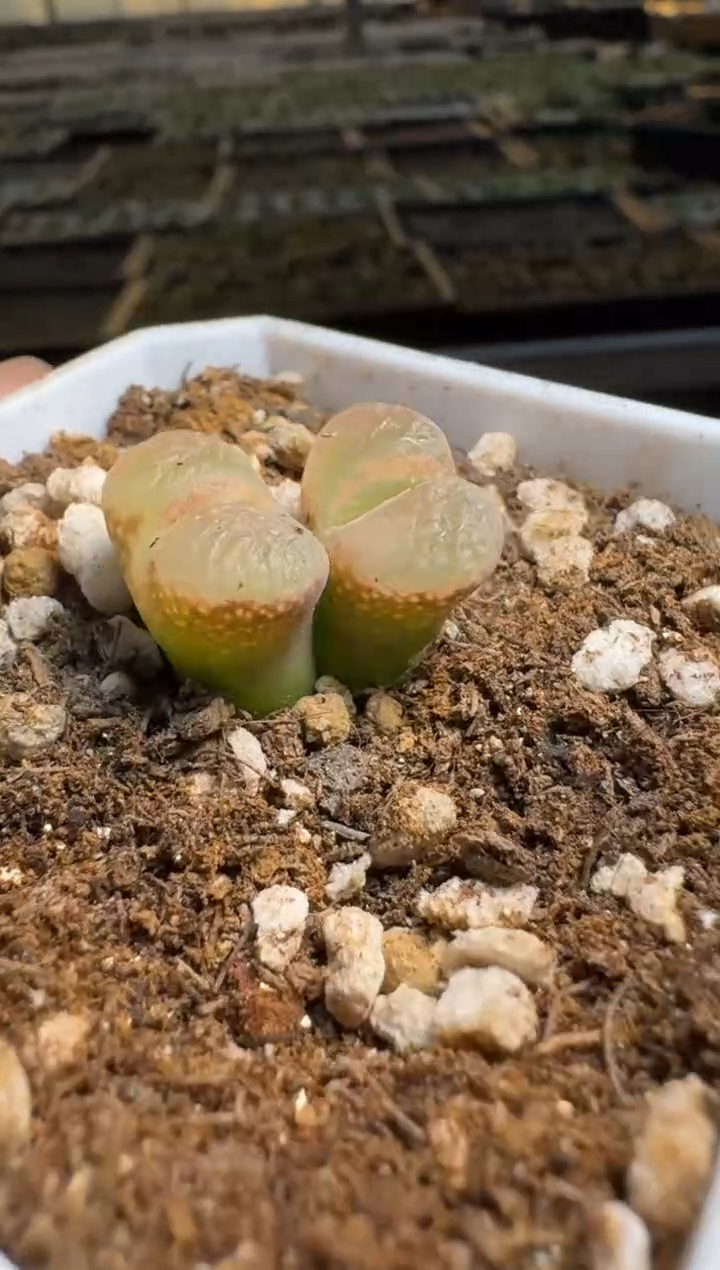 【闪购商品】15-232