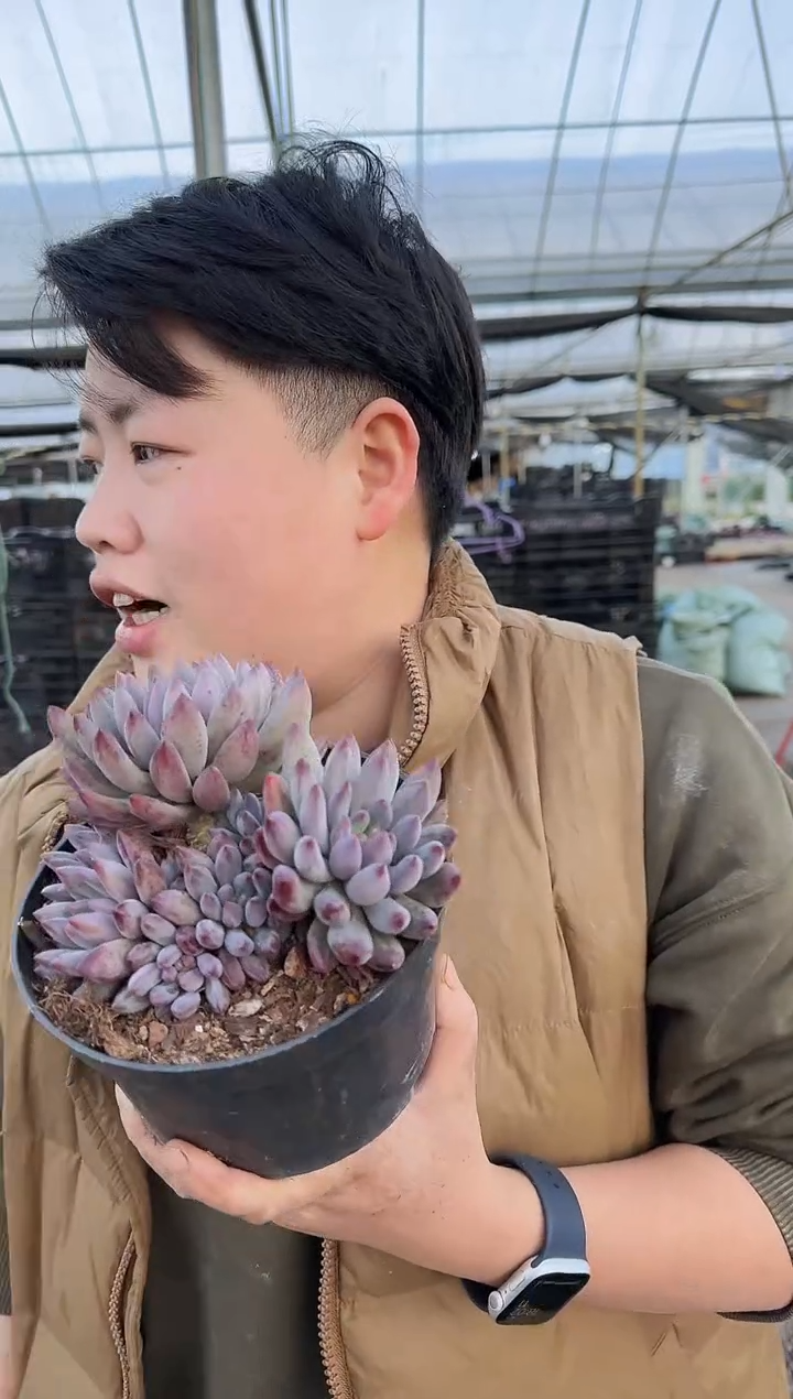 多头车厘子带盆土挑大的9.99