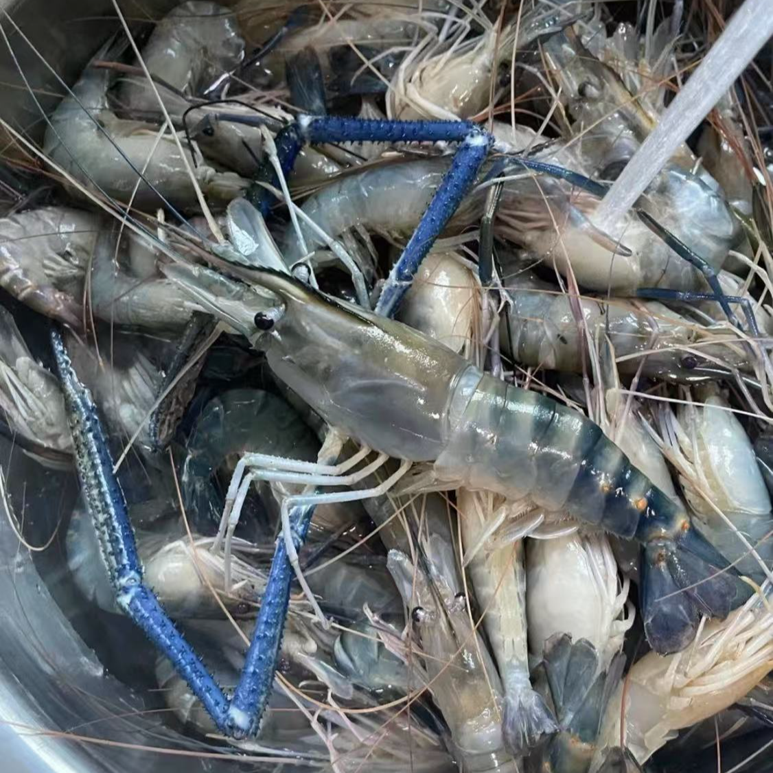 罗氏虾-鲜活（保鲜不保活）