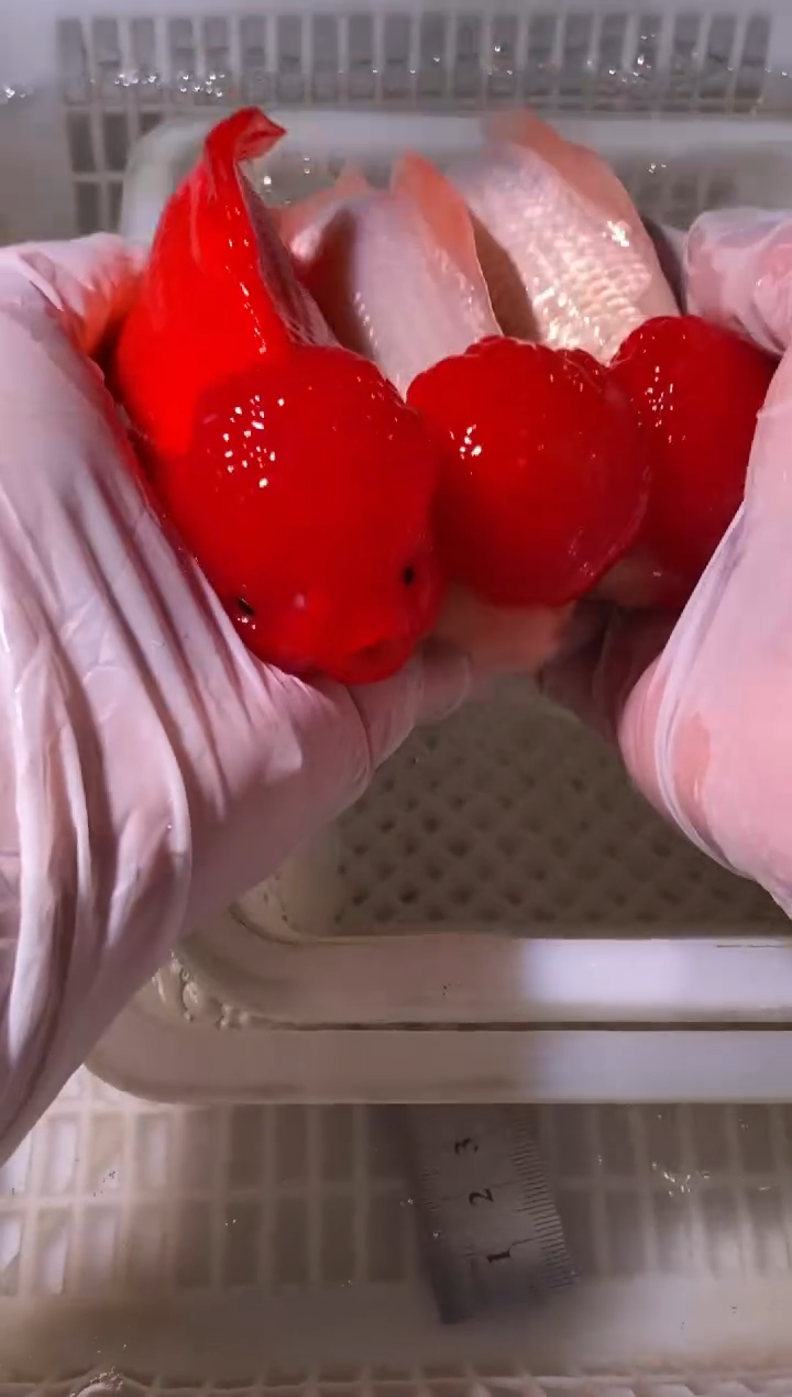金鱼红狮1条鸿运当头2条{无开箱视频不售后}