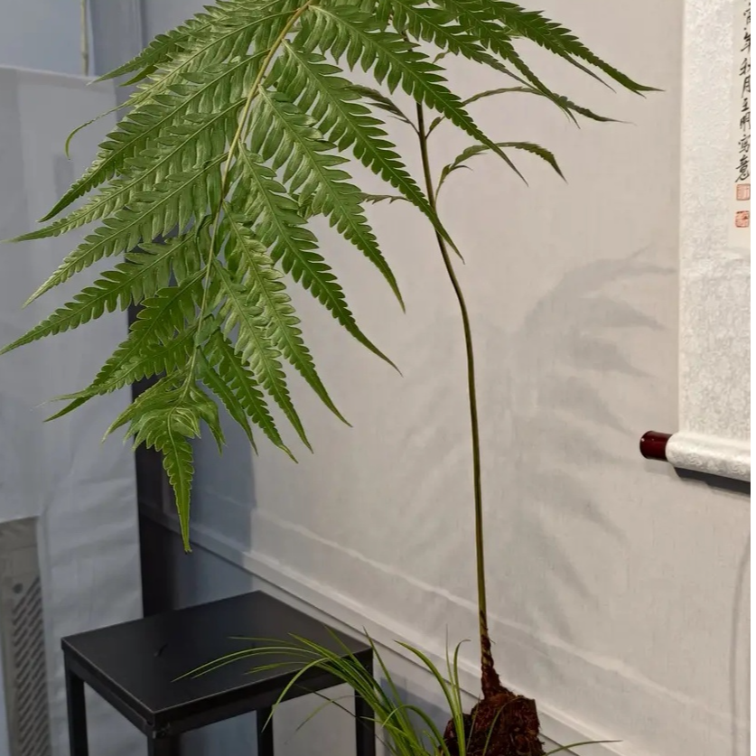 无品牌凤尾蕨活动价6个，桩子高度在10公分左右，
