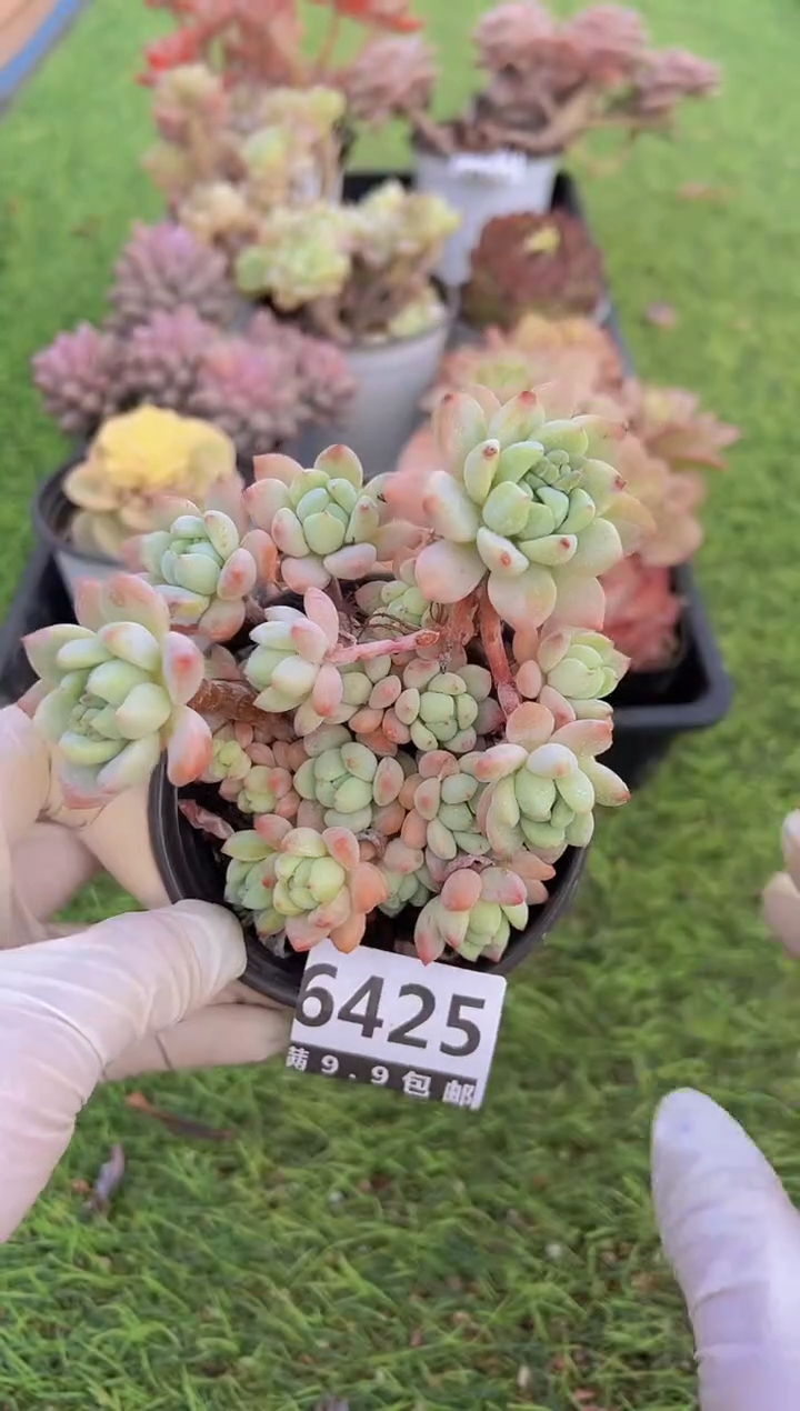 【闪购商品】信福多肉一物一拍