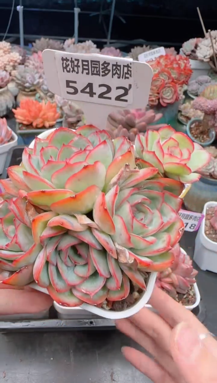 【闪购商品】5422.