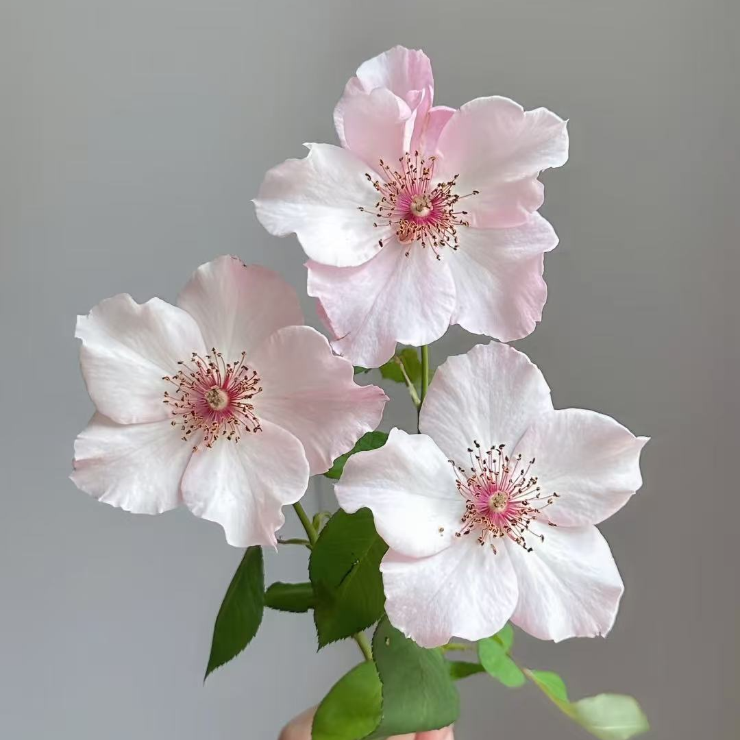 【单提贝斯】稀有单头玫瑰 玖枝花优选云南基地直发鲜花儿