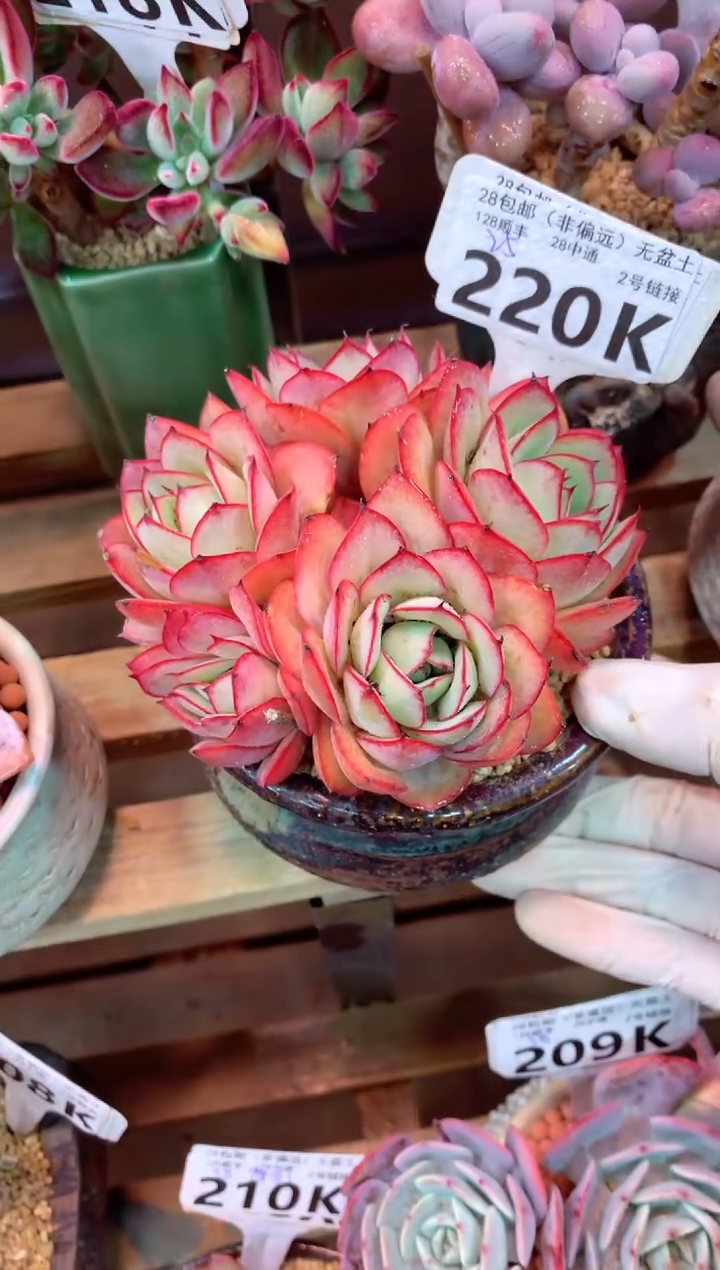 220K（一物一拍，精品多肉，所见即所得 ）