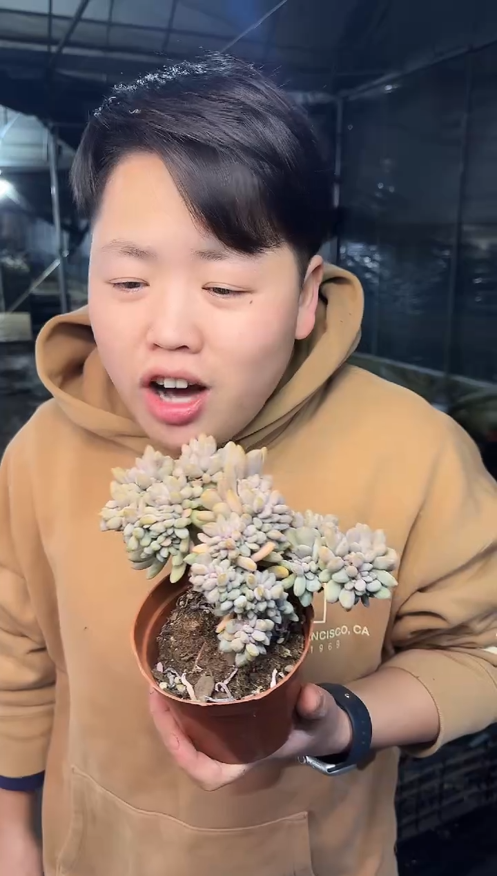 醉美人缀化2.99    