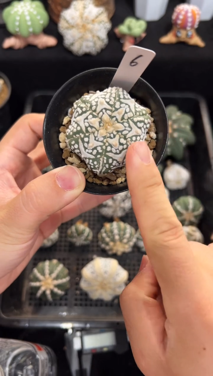 六棱海星V实生编码6