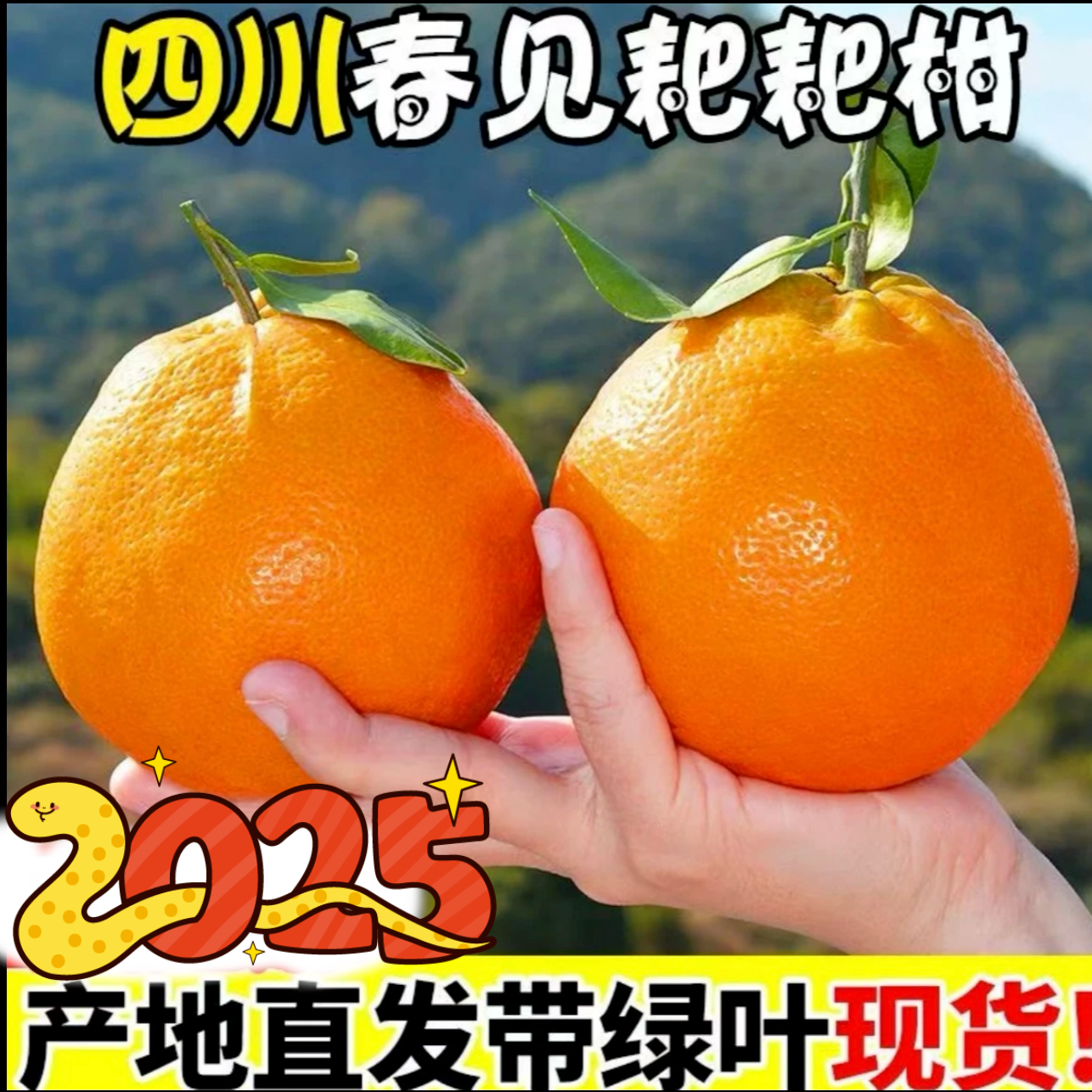 【四川正宗春见耙耙柑】原产地现摘现发新鲜水果颗粒饱满爆汁