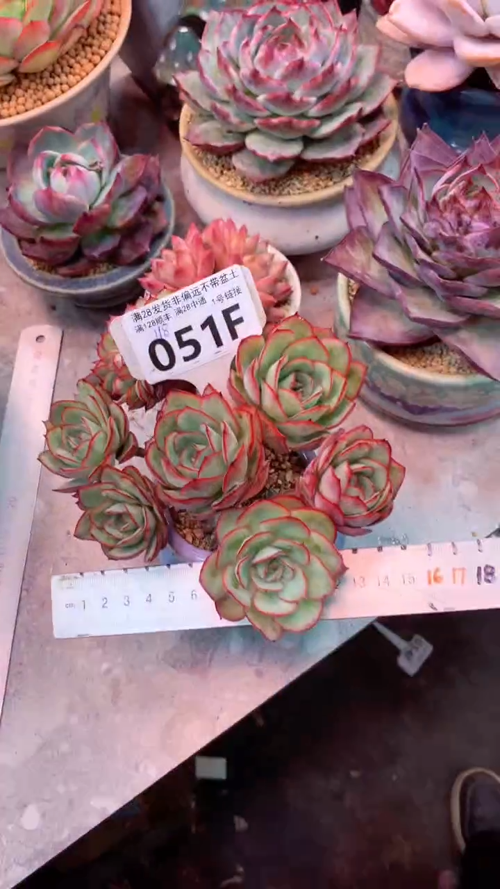 051F（一物一拍实付满28发货，默认不带盆土）