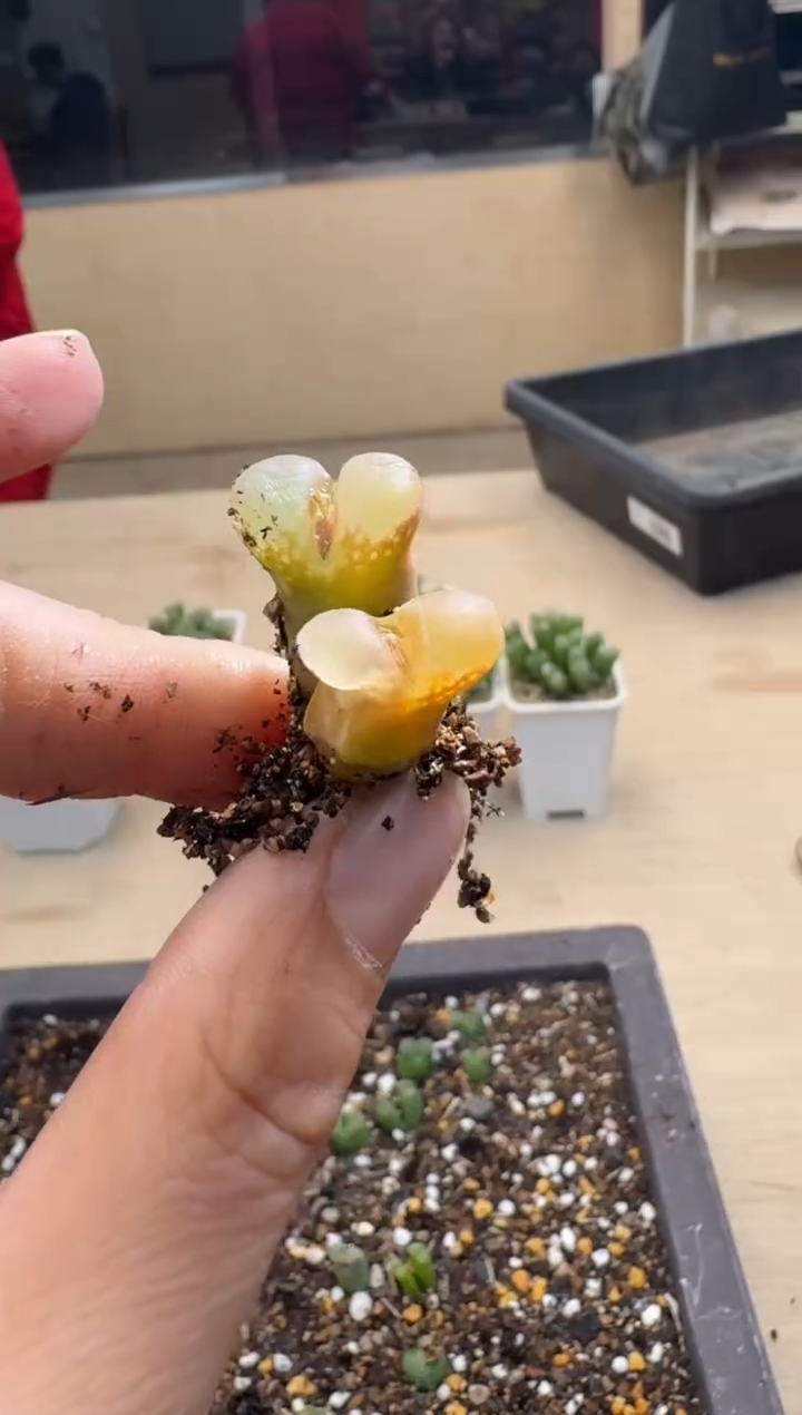 【闪购商品】15-321微瑕