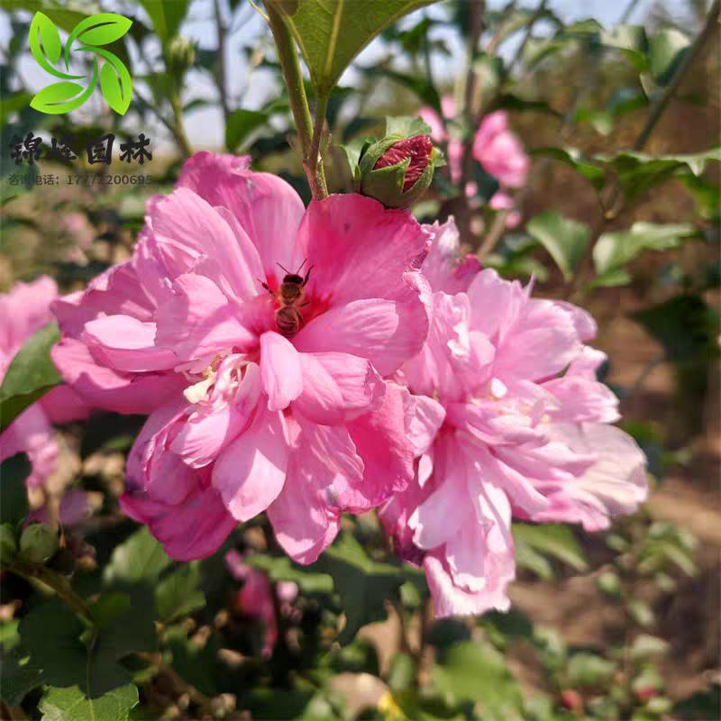 木槿花盆栽重瓣木槿棒棒糖花苗庭院绿化地栽风景树可食用木槿树苗
