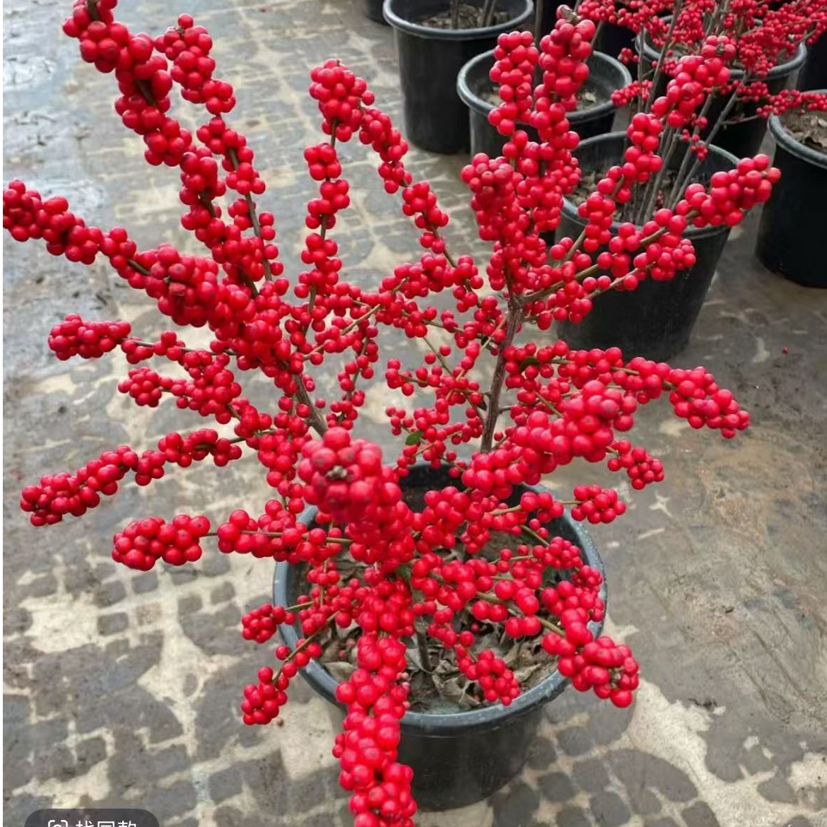 北美冬青【60-70厘米】带红果花卉盆栽加大加高易养