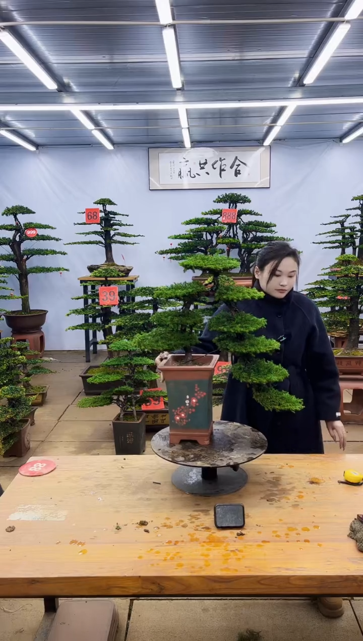 【闪购商品】高端盆景一物一拍，所见即所得