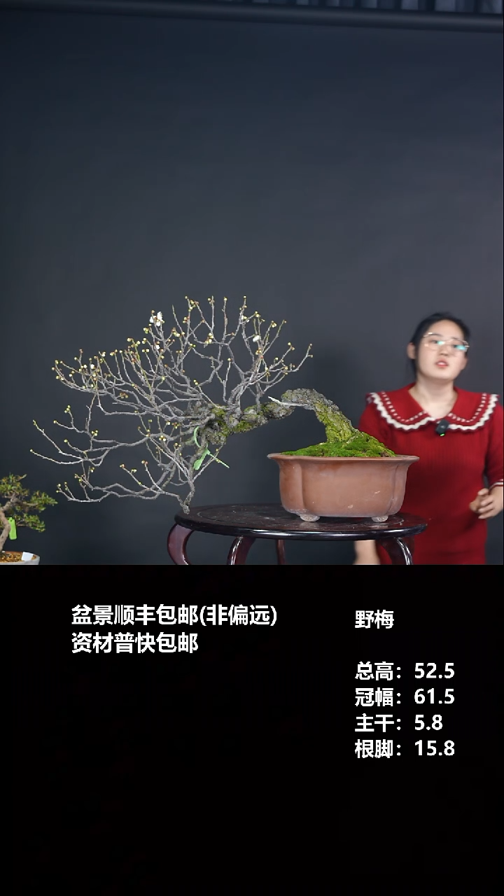 无花朵甲州野梅-G2070