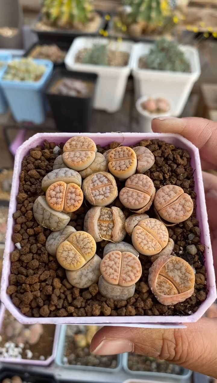 【闪购商品】2459直播一物一拍