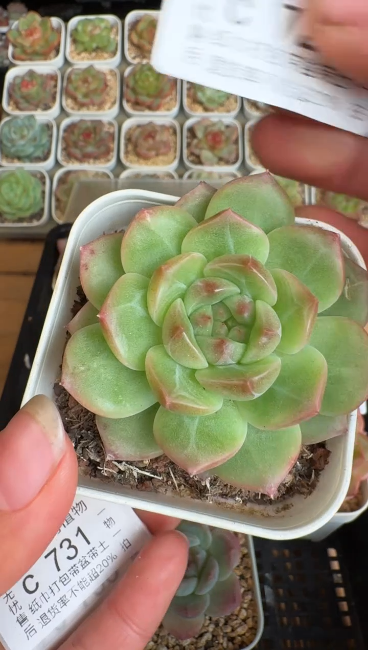 729c盆土发(6.5cm杯）一物一拍 珍妮多肉