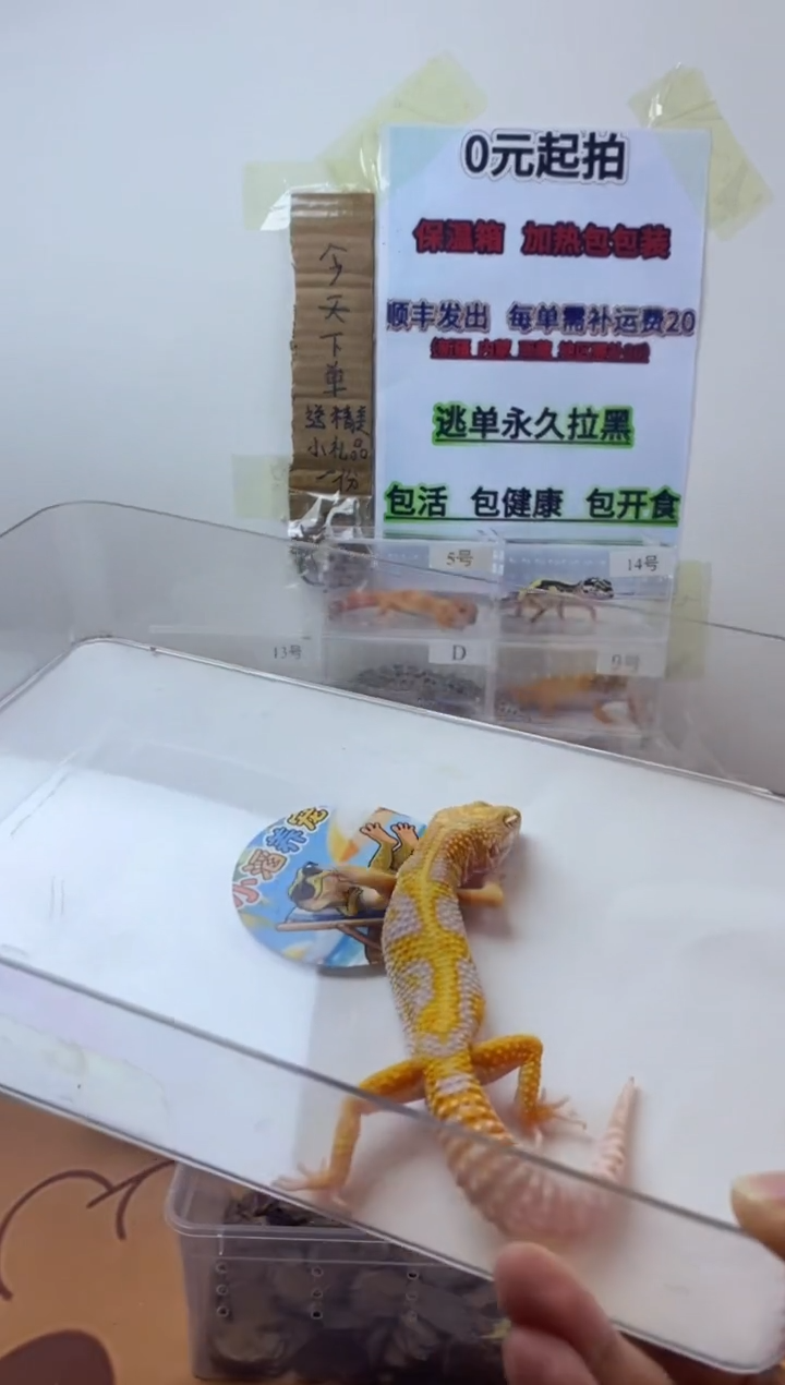 豹纹守宫豹纹守宫幼苗亚成体成体