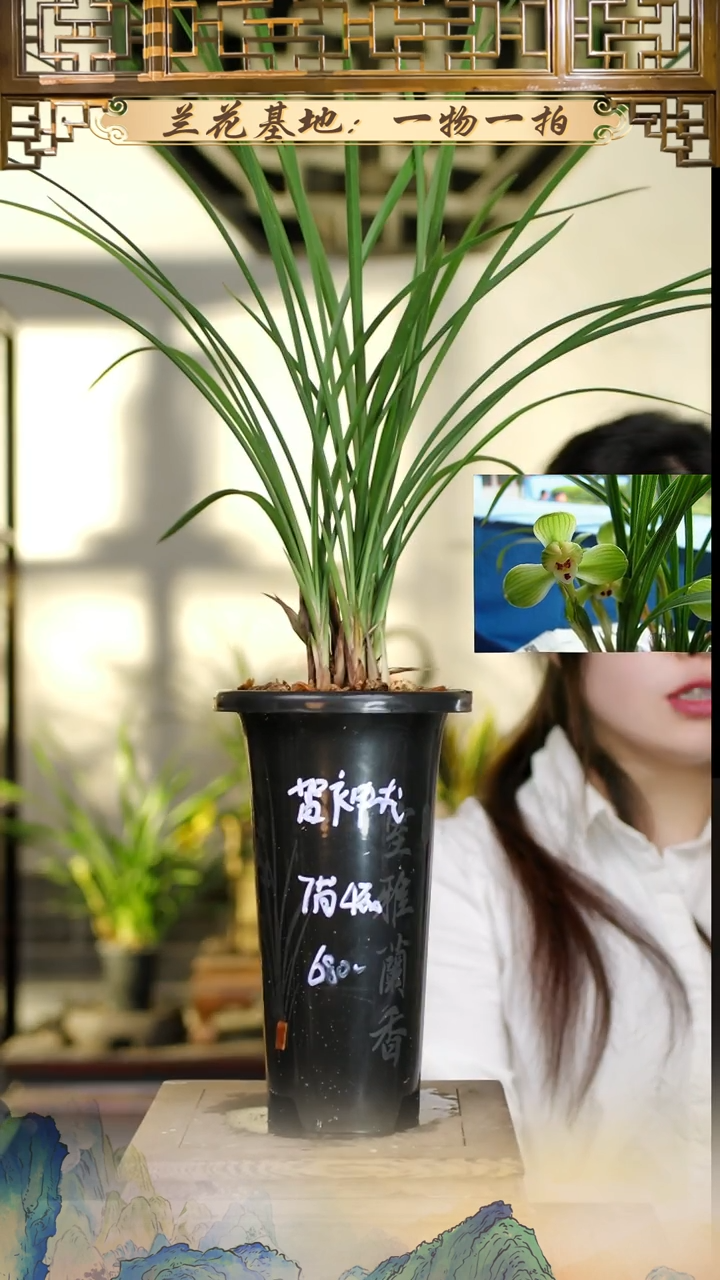 全部花苞贺神梅差价