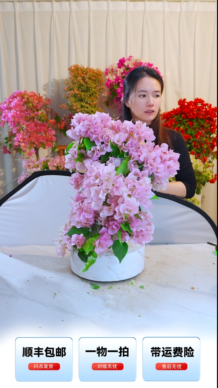 大部分开放少量花苞暗斑丽人