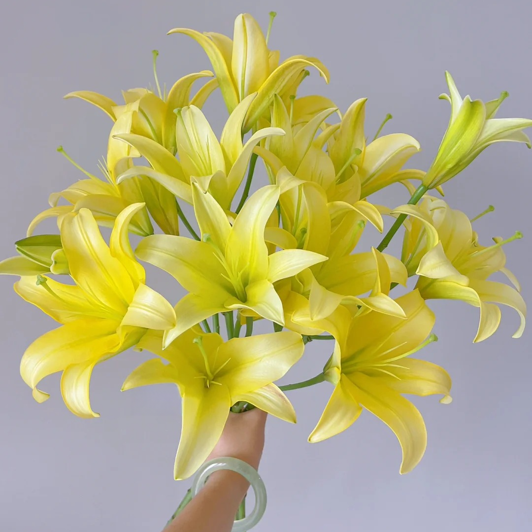 【黄蜂】香水百合 一单包邮 云南鲜花昆明基地现采现发
