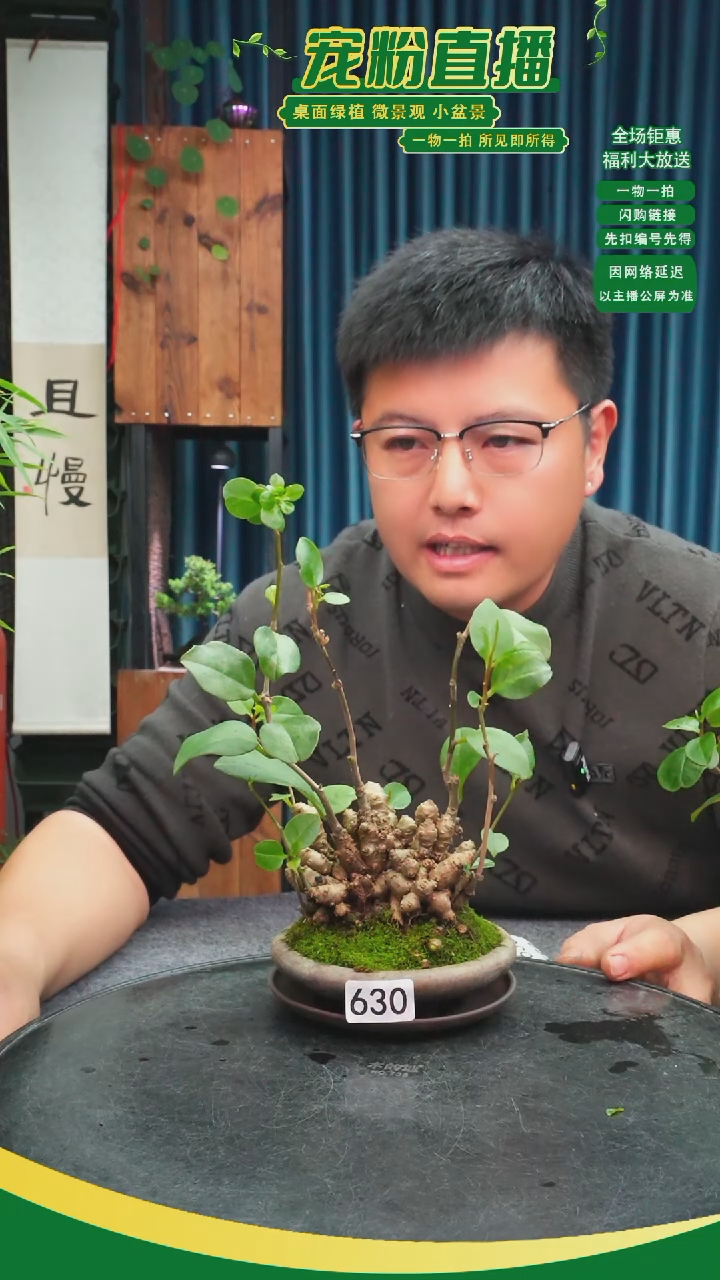 无花朵꧁****꧂苔藓微景观630号