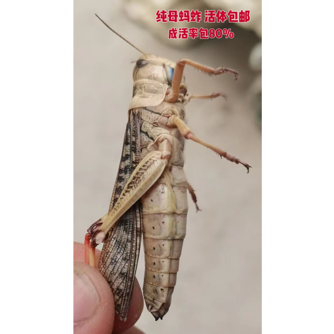 东亚飞蝗 新鲜活体发货纯母活蝗虫 鲜活母蚂蚱