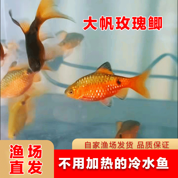冷水观赏鱼大凡玫瑰鲫新手入门练手耐养群游小型招财原生鱼