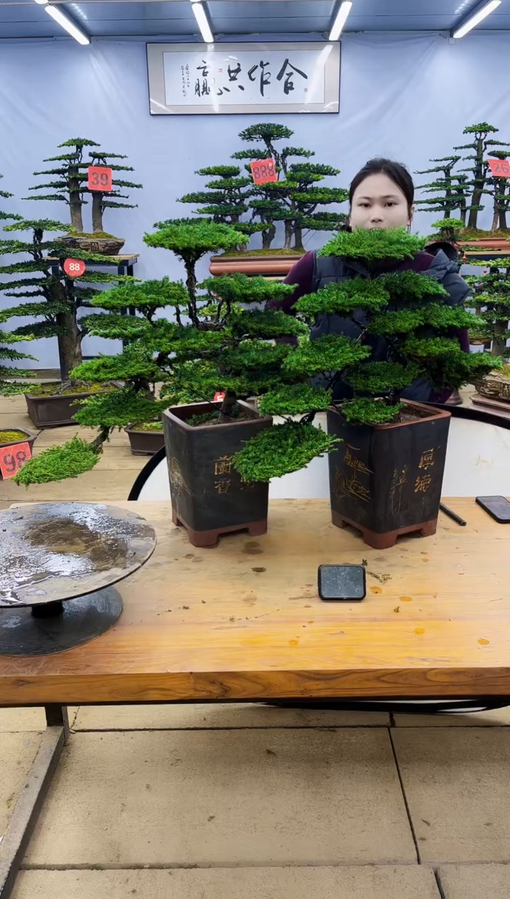 【闪购商品】高端盆景一物一拍，所见即所得